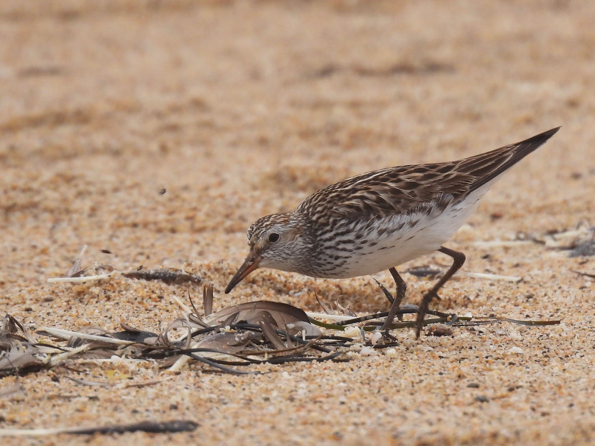 White-rumped Sandpiper - ML638258614