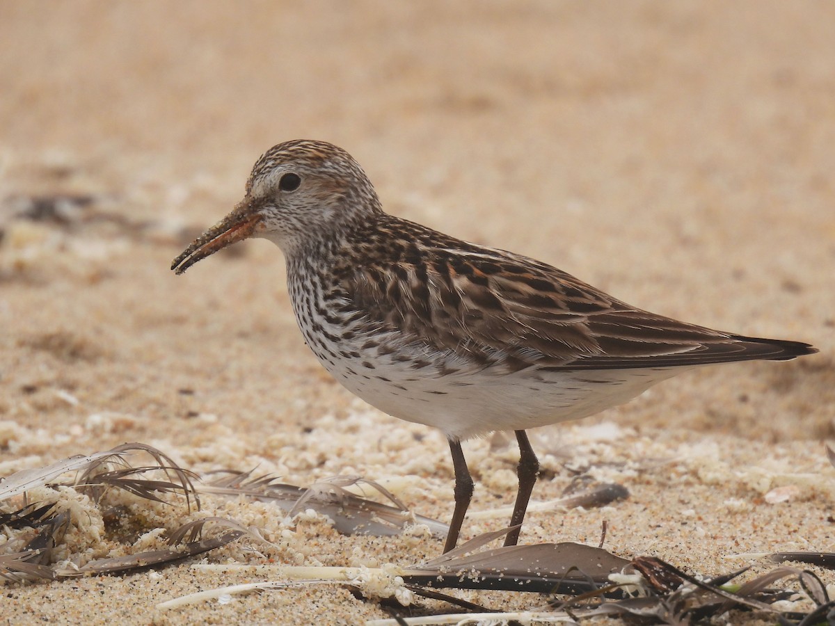 White-rumped Sandpiper - ML638258615