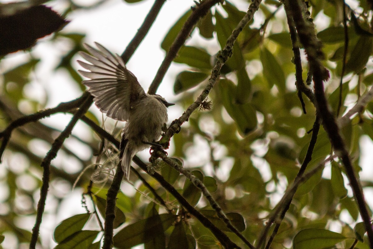 Carolina Chickadee - ML638258616