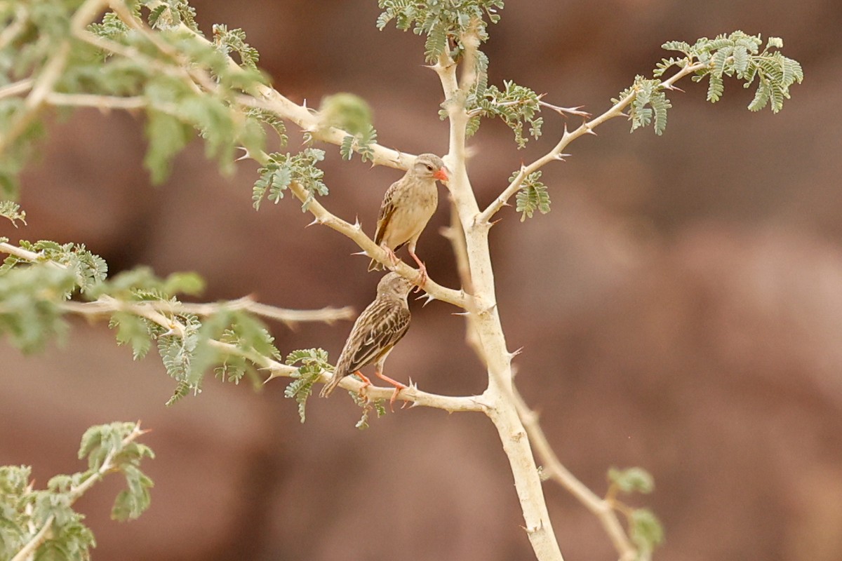 Red-billed Quelea - ML638258622
