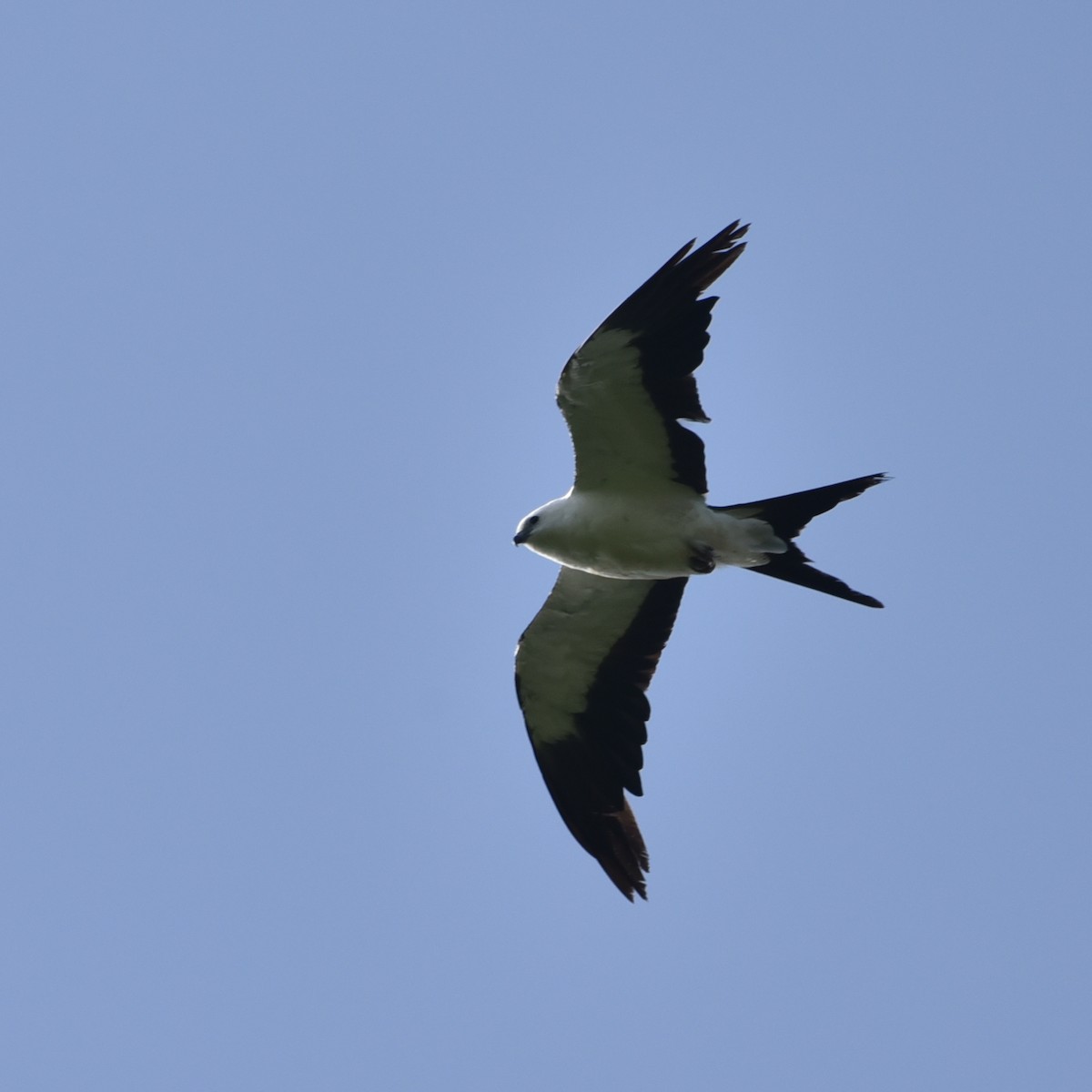 Swallow-tailed Kite - ML638258629