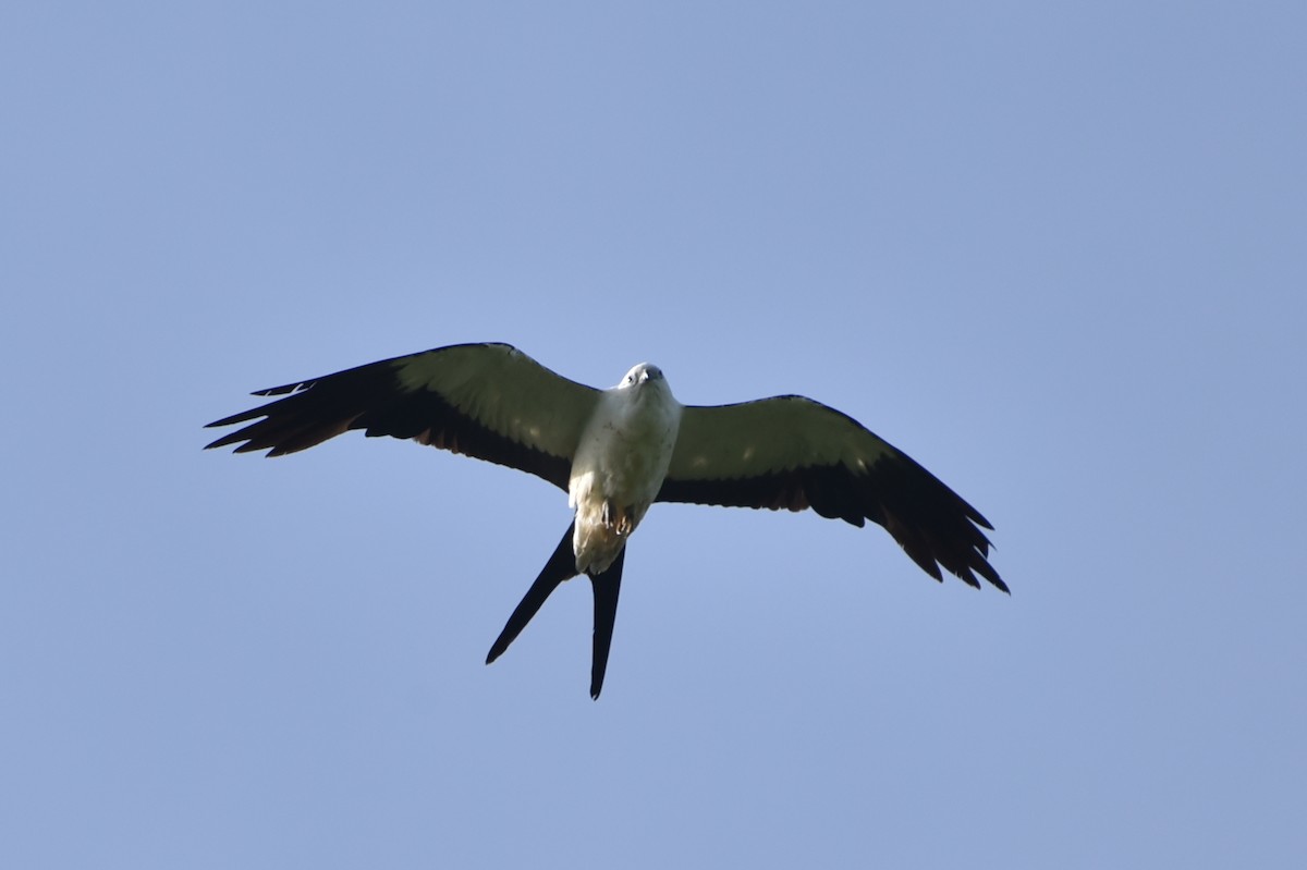 Swallow-tailed Kite - ML638258630