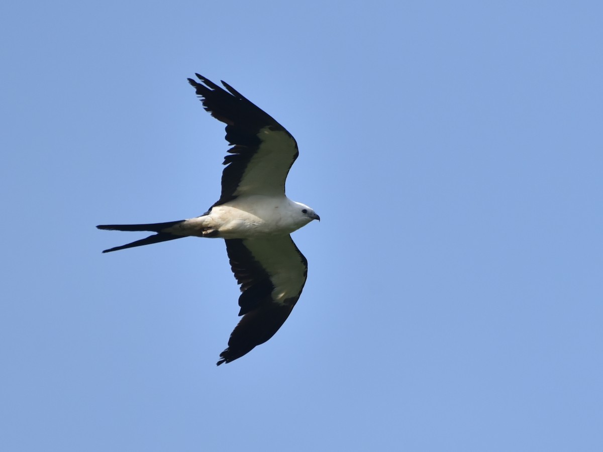 Swallow-tailed Kite - ML638258631