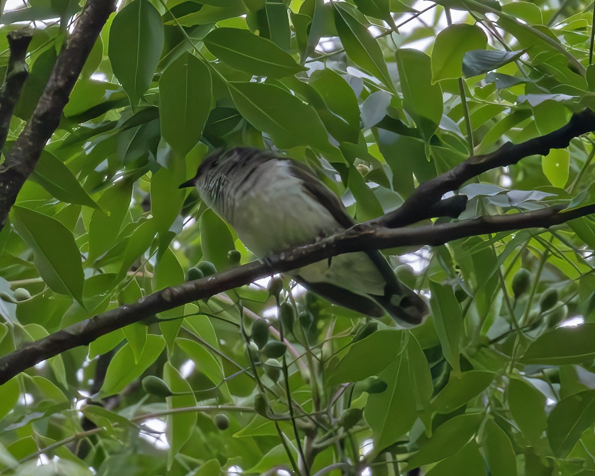 Shining Bronze-Cuckoo (Golden) - ML638258648