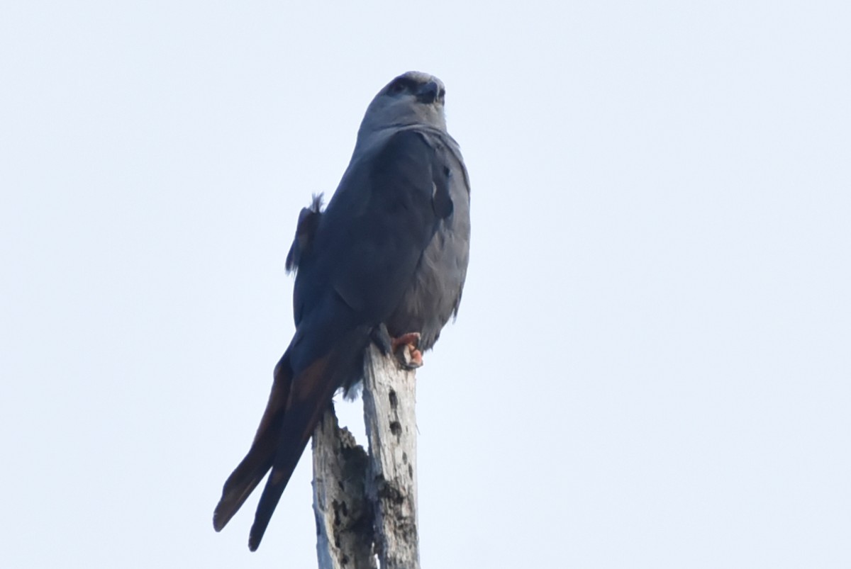 Plumbeous Kite - ML638258660