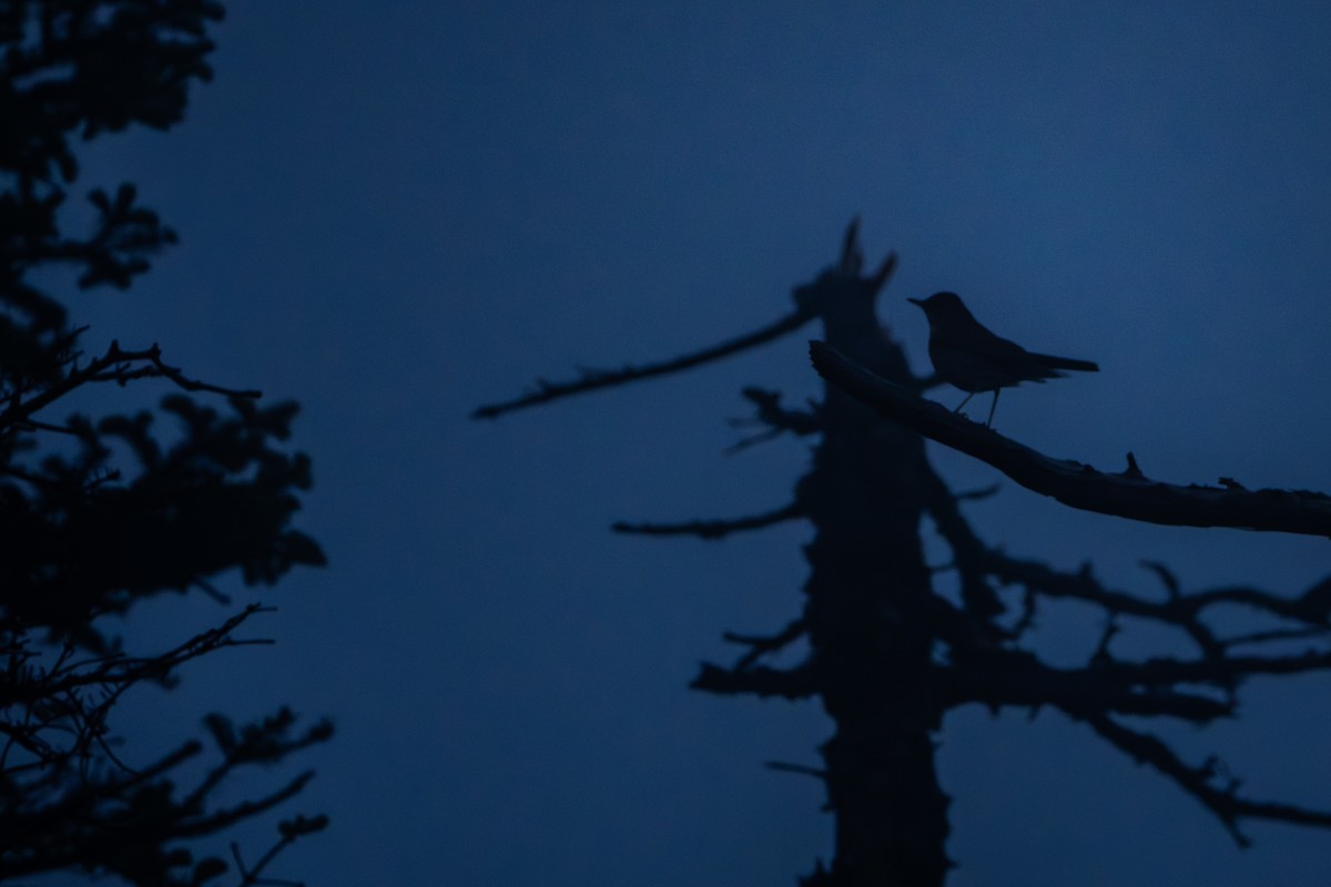 Bicknell's Thrush - ML638258661
