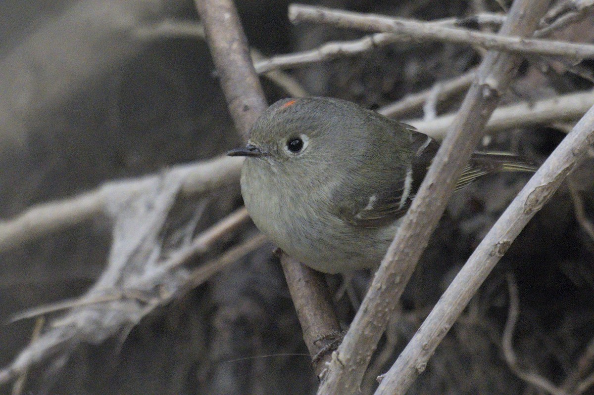Ruby-crowned Kinglet - ML638258667