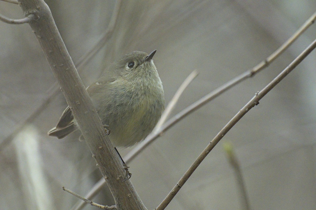 Ruby-crowned Kinglet - ML638258668
