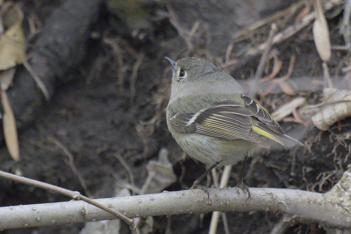 Ruby-crowned Kinglet - ML638258669
