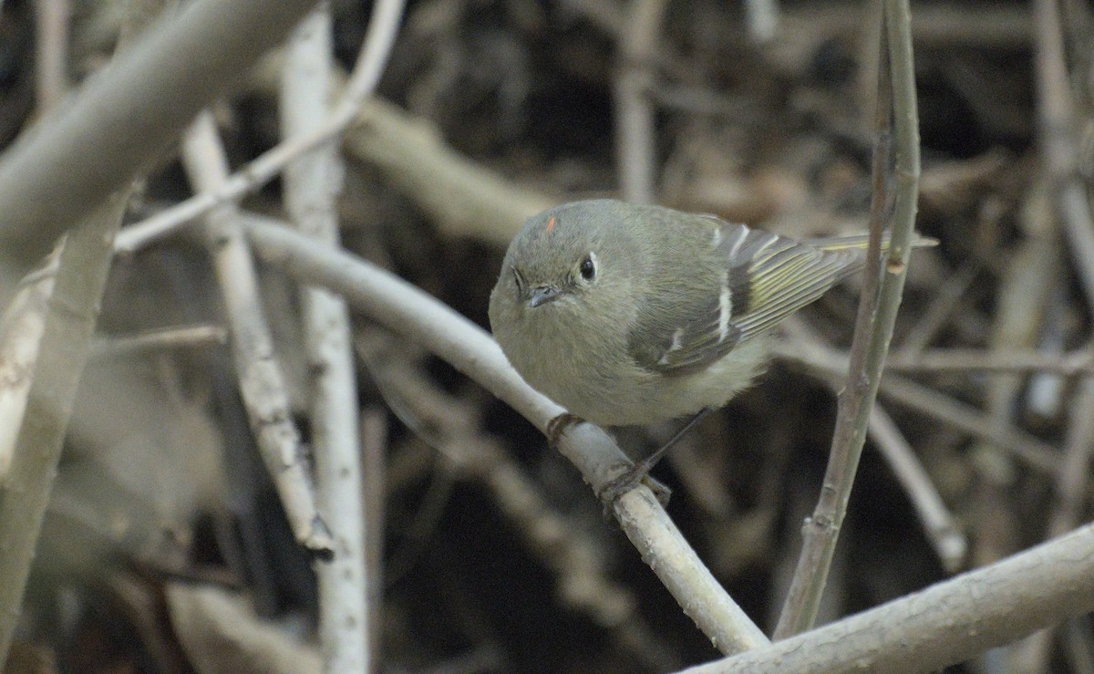 Ruby-crowned Kinglet - ML638258670