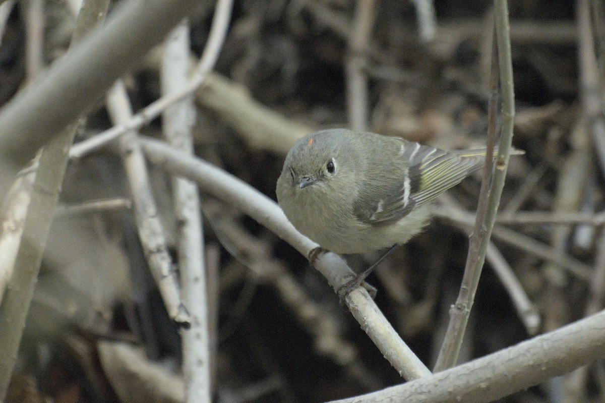 Ruby-crowned Kinglet - ML638258672