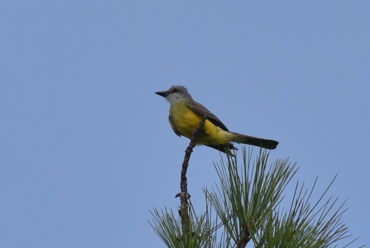 Couch's Kingbird - ML638258674