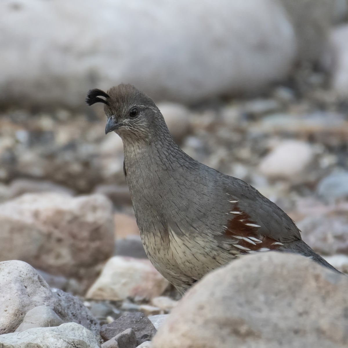 Gambel's Quail - ML638258681