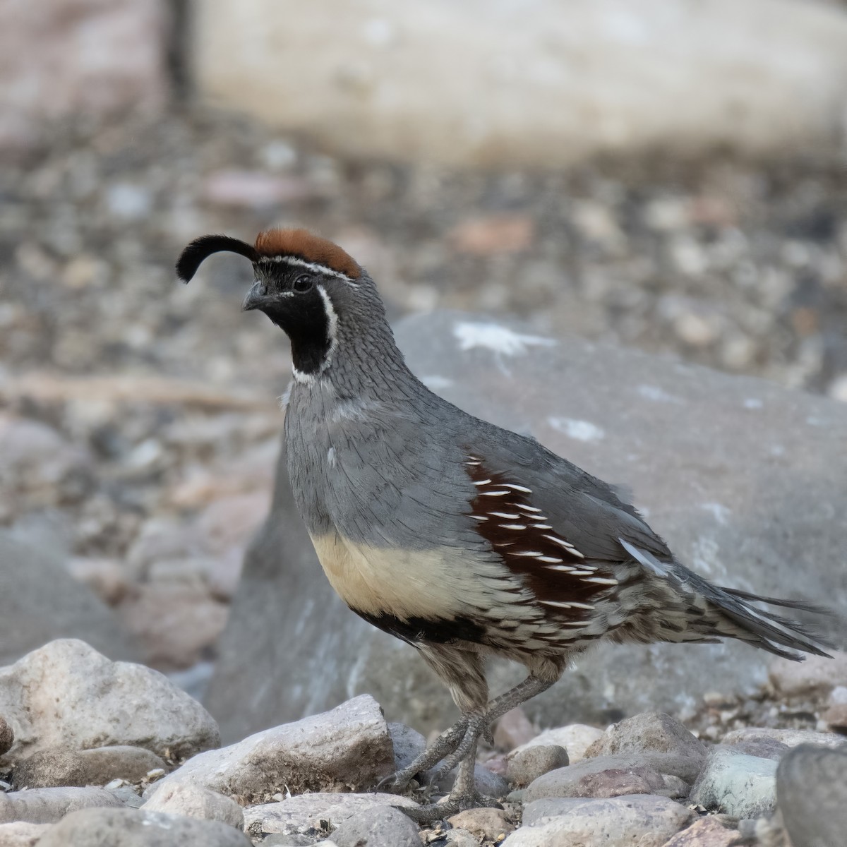Gambel's Quail - ML638258682