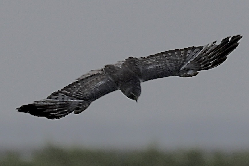 mørkmyrhauk - ML638258691