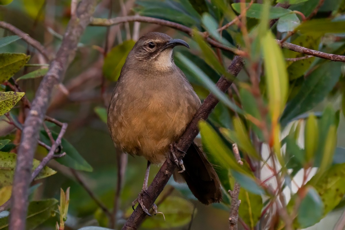 California Thrasher - ML638258692