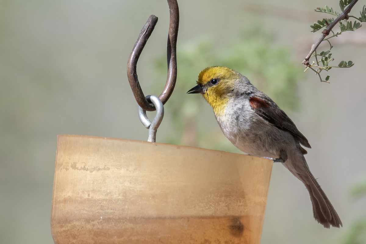 Verdin - ML638258693