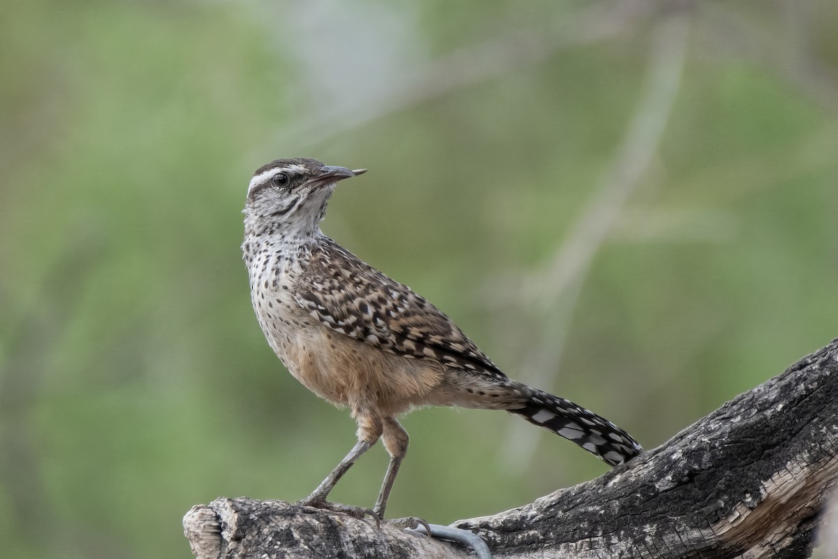 Cactus Wren - ML638258695
