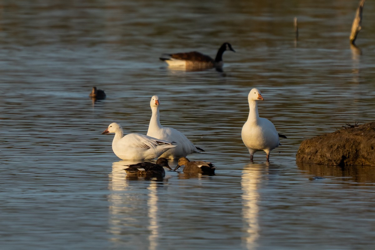 Snow Goose - ML638258700