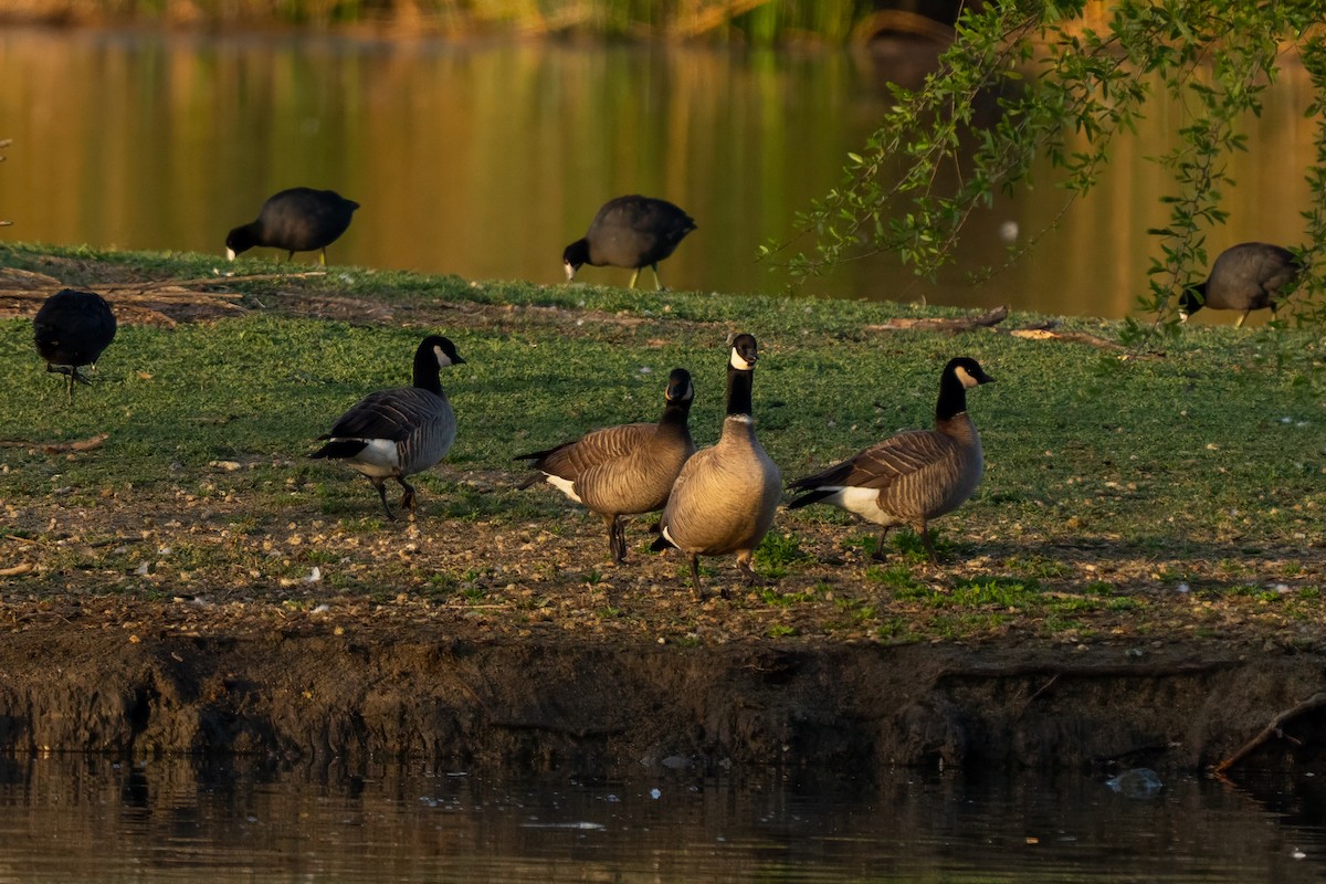 Cackling Goose (minima) - ML638258704