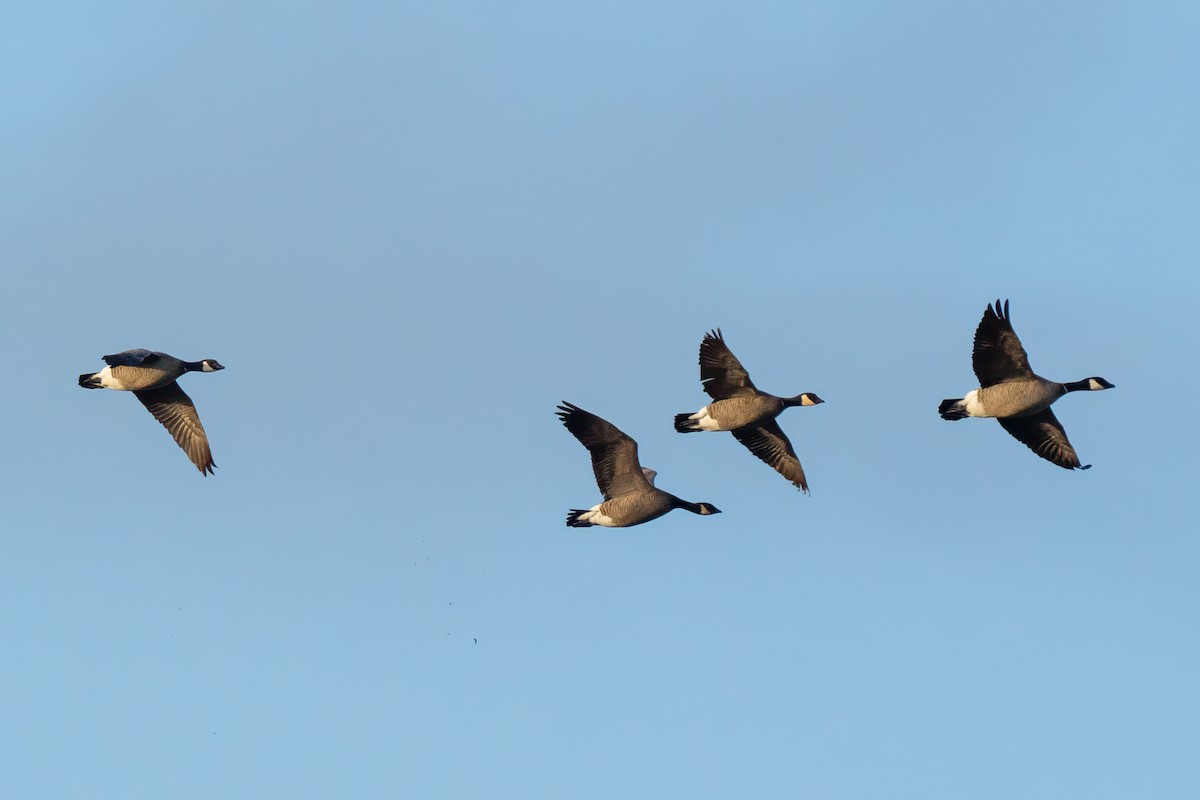 Cackling Goose (minima) - ML638258714