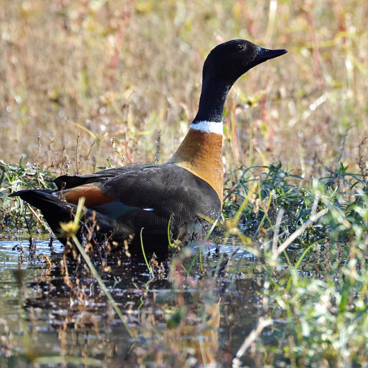 Australian Shelduck - ML638258722