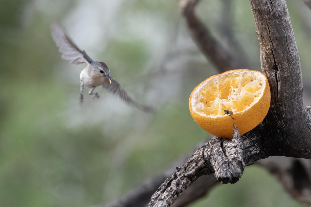 Lucy's Warbler - ML638258729