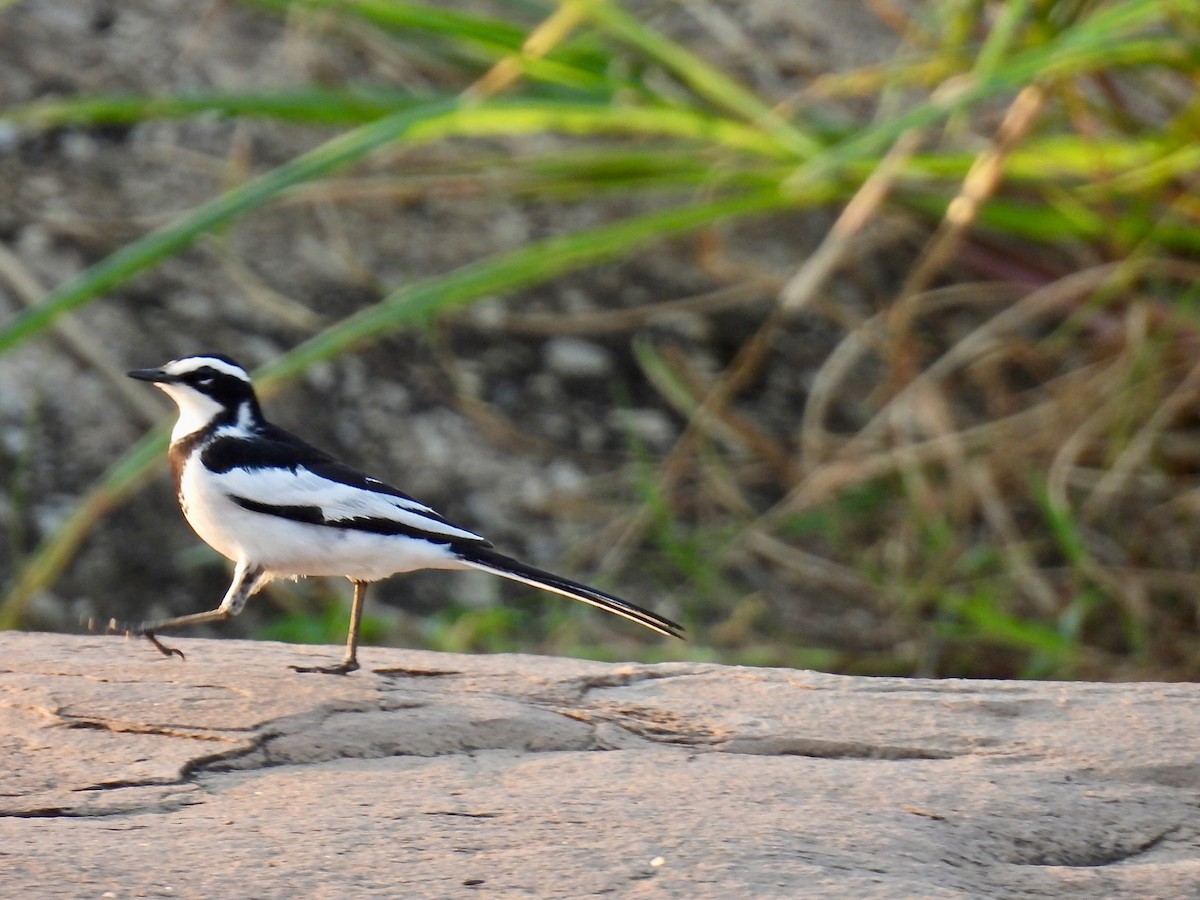 African Pied Wagtail - ML638258736