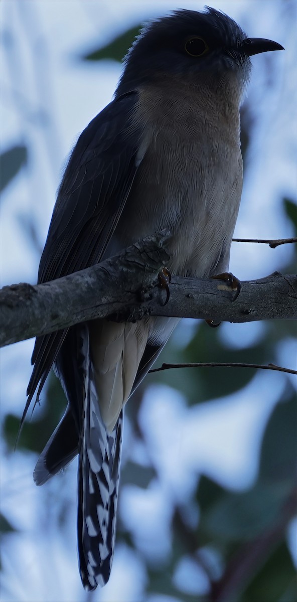 Fan-tailed Cuckoo - ML638258738