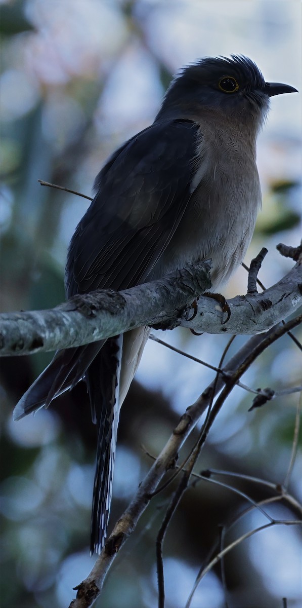 Fan-tailed Cuckoo - ML638258740