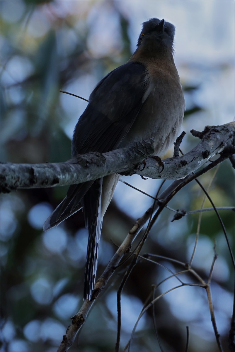 Fan-tailed Cuckoo - ML638258743