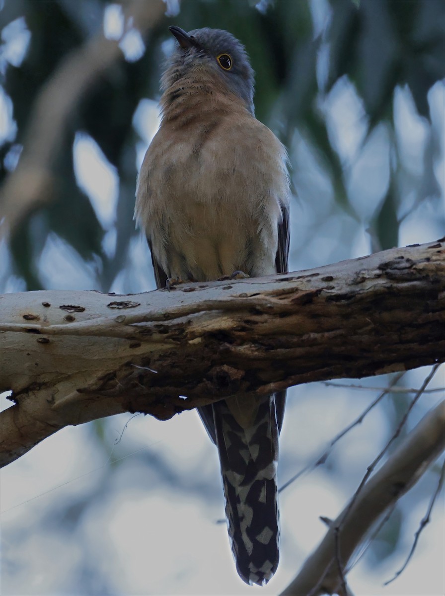 Fan-tailed Cuckoo - ML638258744