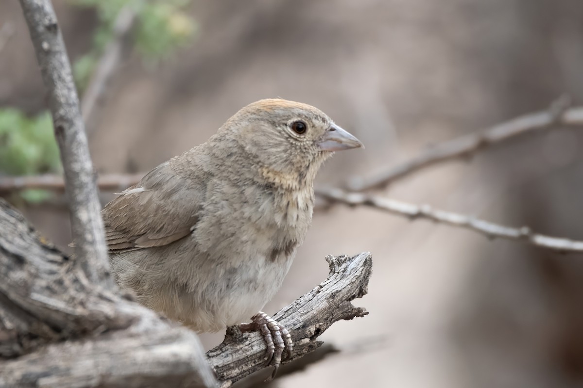 Canyon Towhee - ML638258750