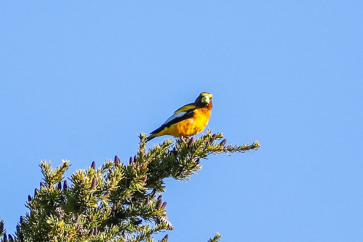 Evening Grosbeak - ML638258751