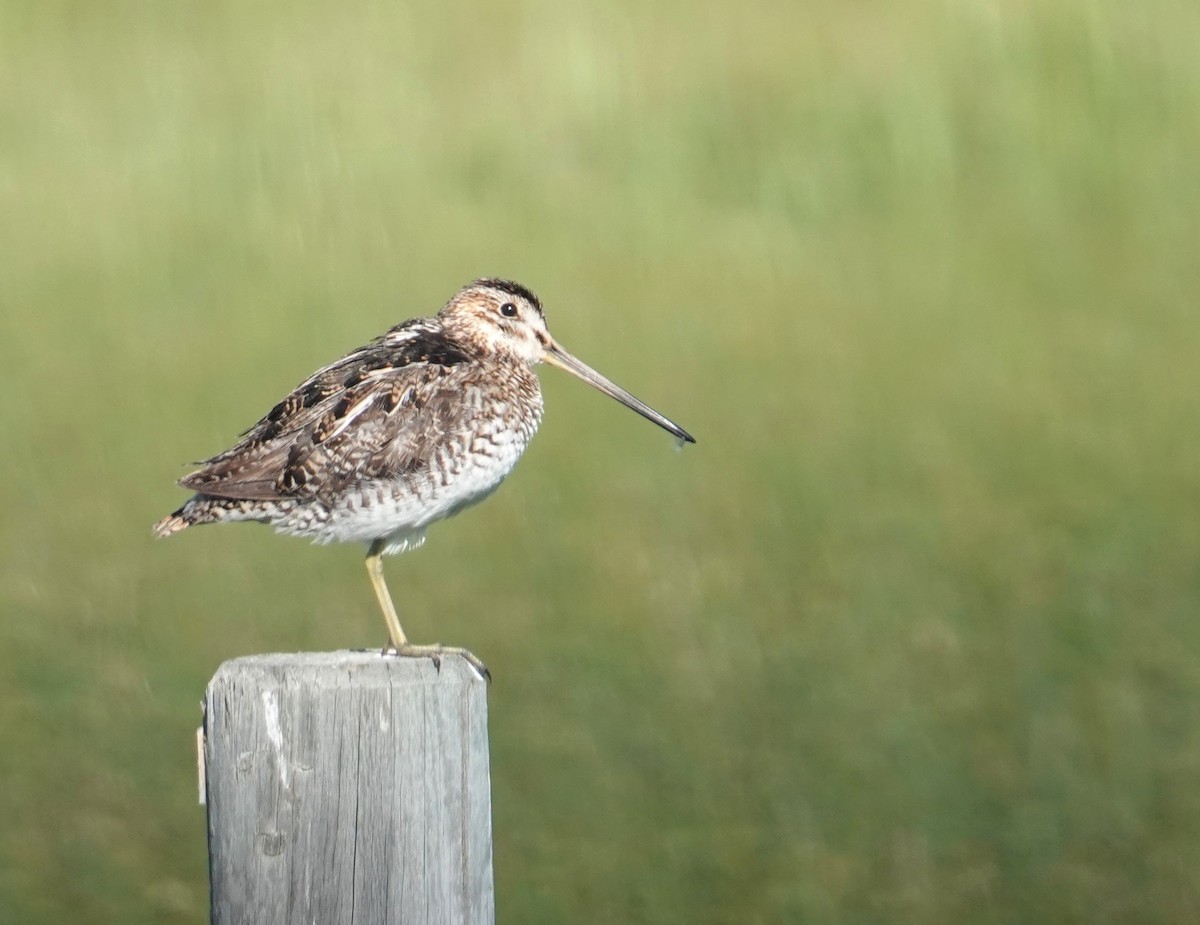 Wilson's Snipe - ML638258766