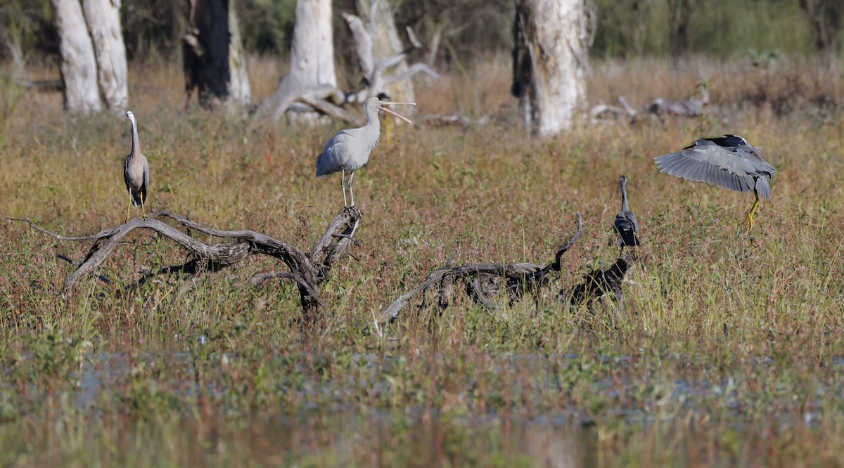Yellow-billed Spoonbill - ML638258768