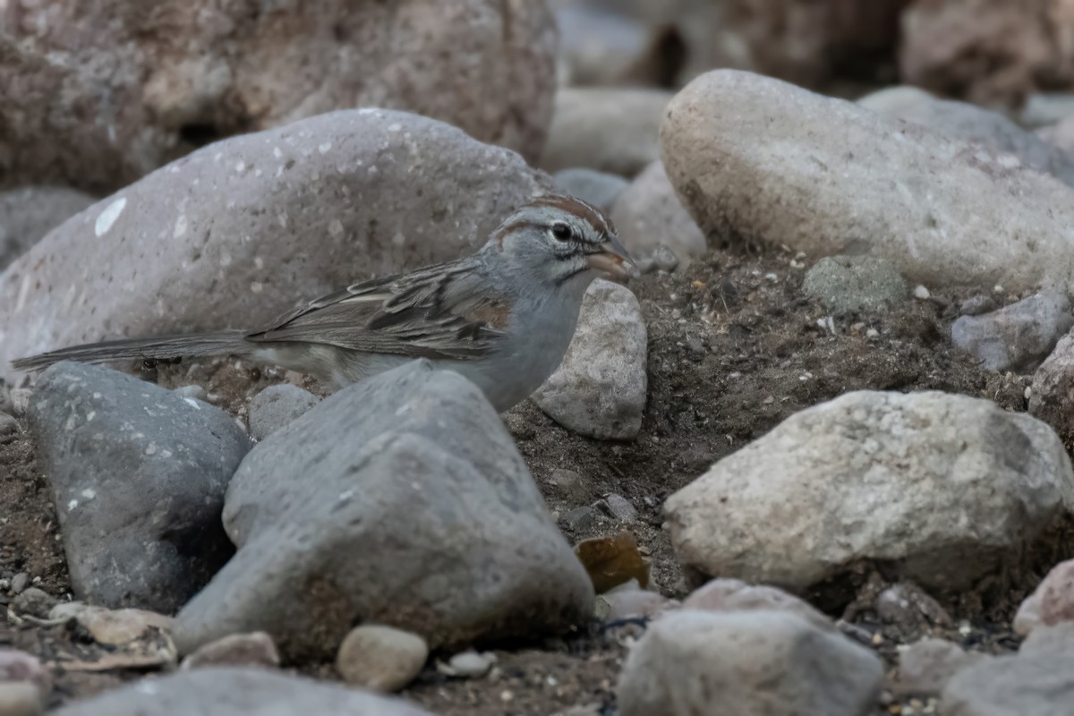Rufous-winged Sparrow - ML638258772