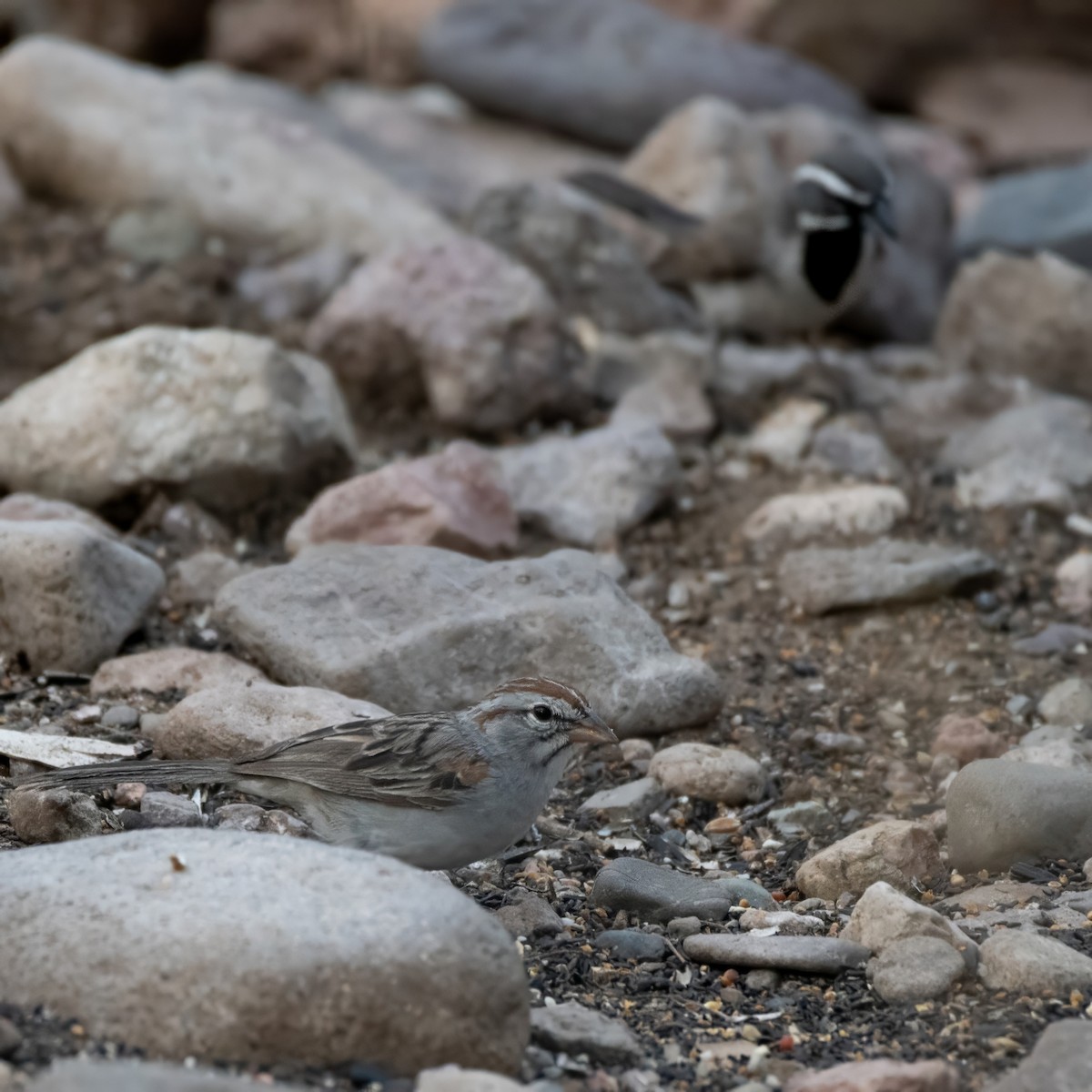 Rufous-winged Sparrow - ML638258773