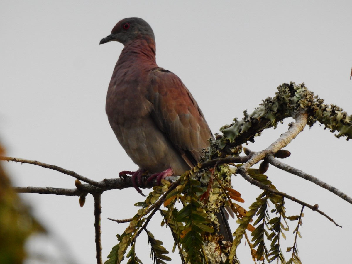Pale-vented Pigeon - ML638258777