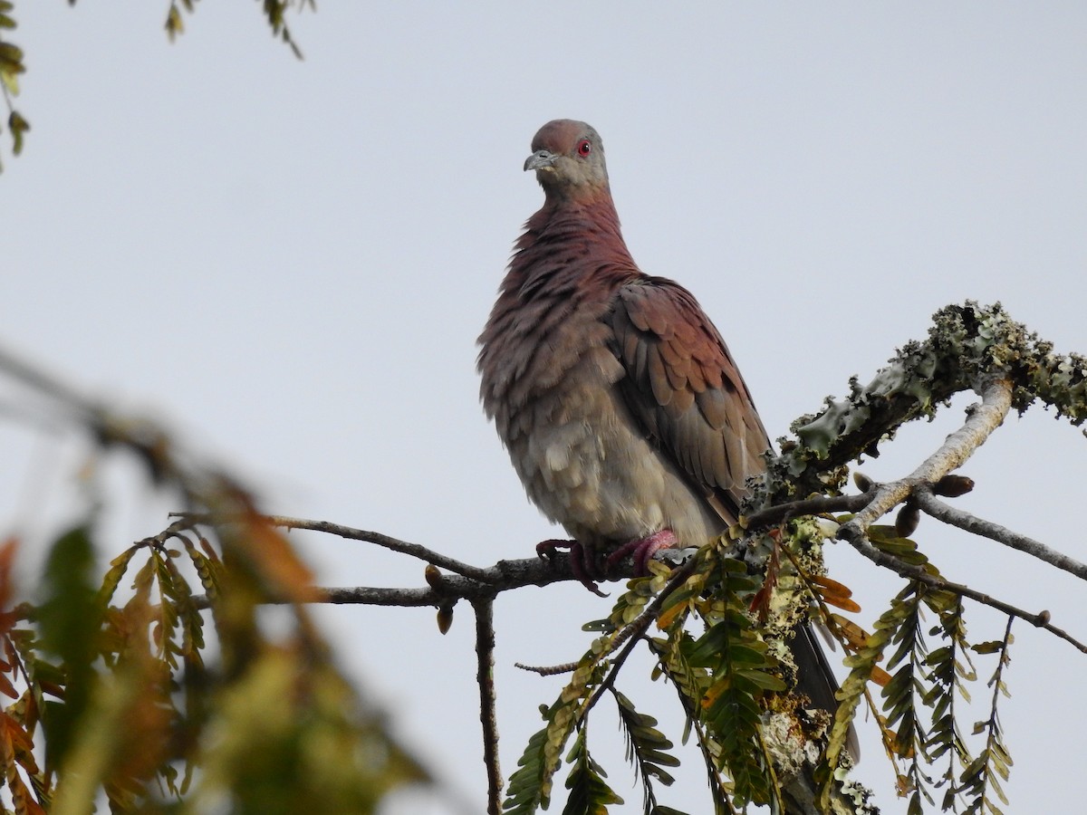 Pale-vented Pigeon - ML638258785