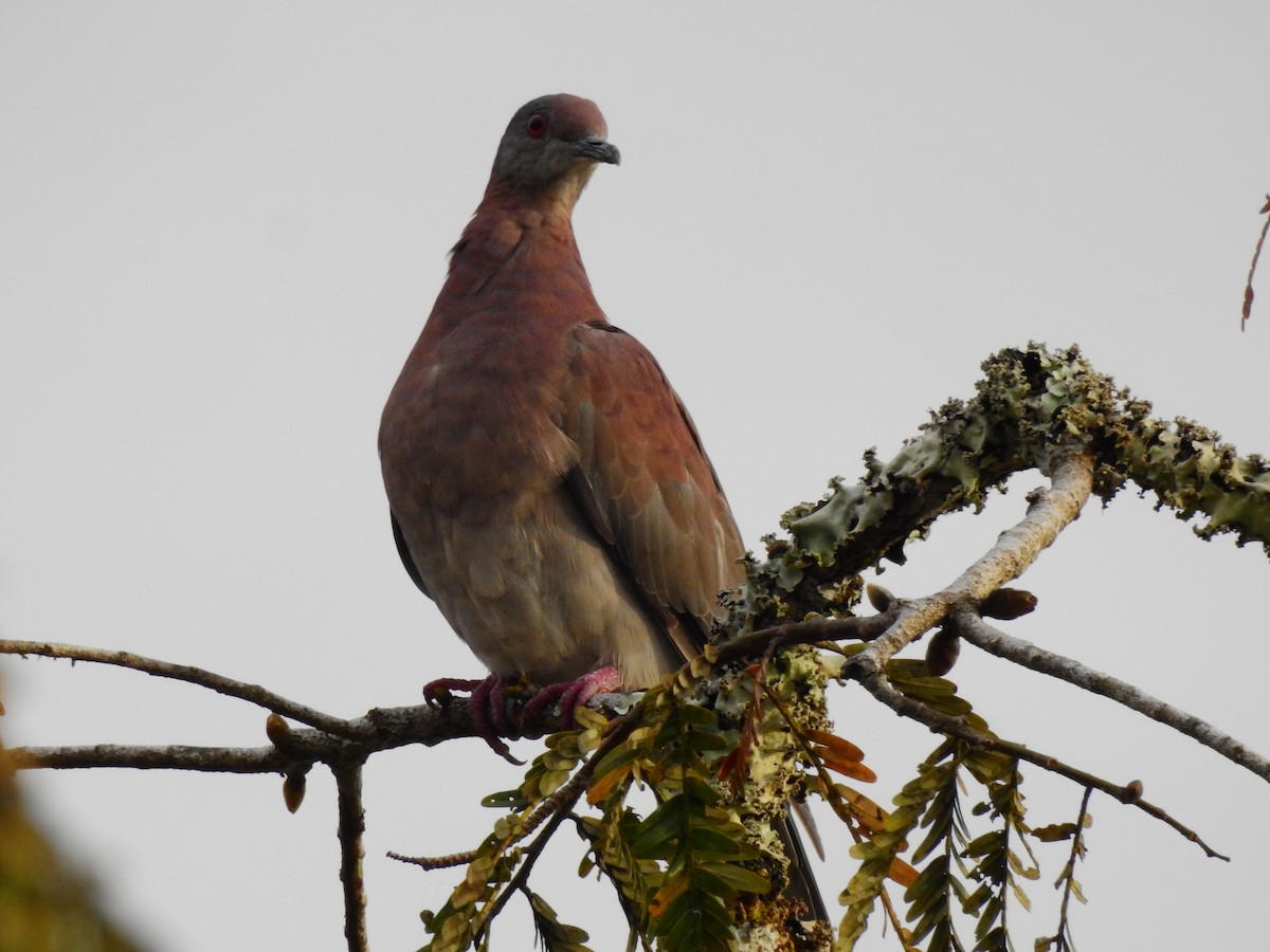 Pale-vented Pigeon - ML638258805