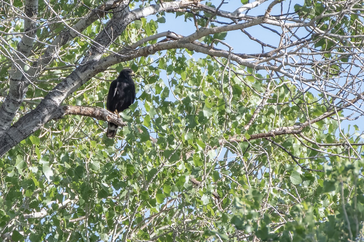 Zone-tailed Hawk - ML638258806