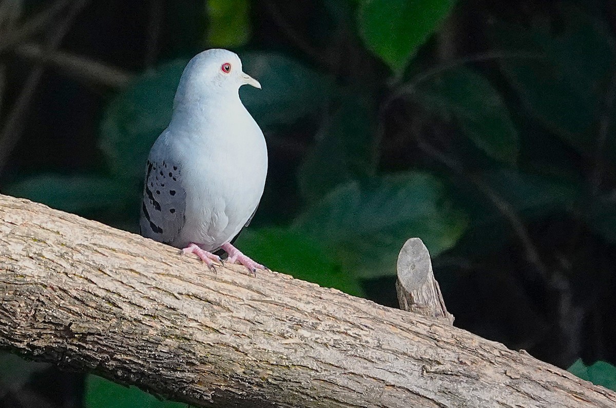 holoubek šedomodrý - ML638258807