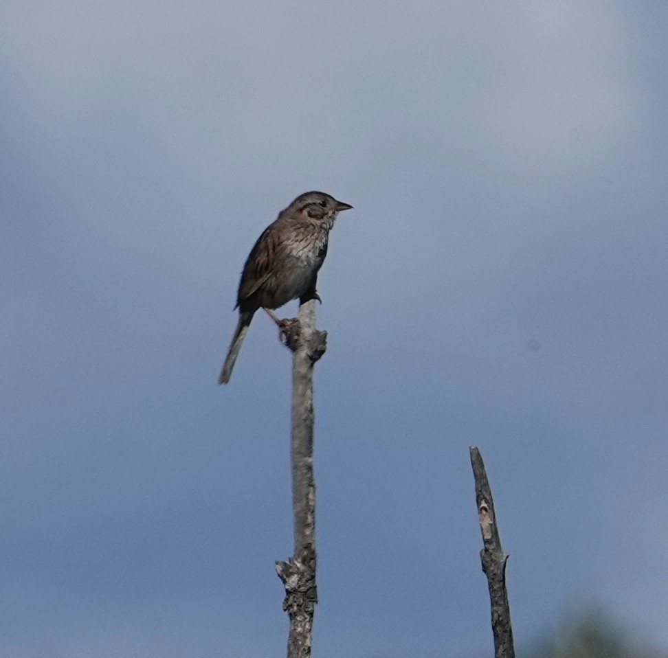Lincoln's Sparrow - ML638258817