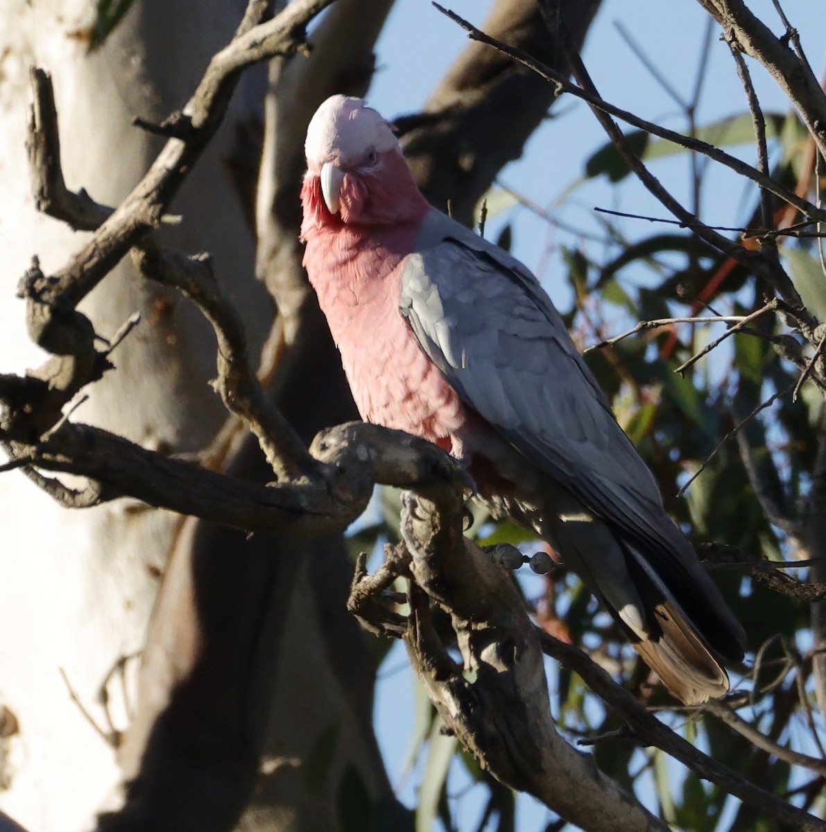 Galah - ML638258818