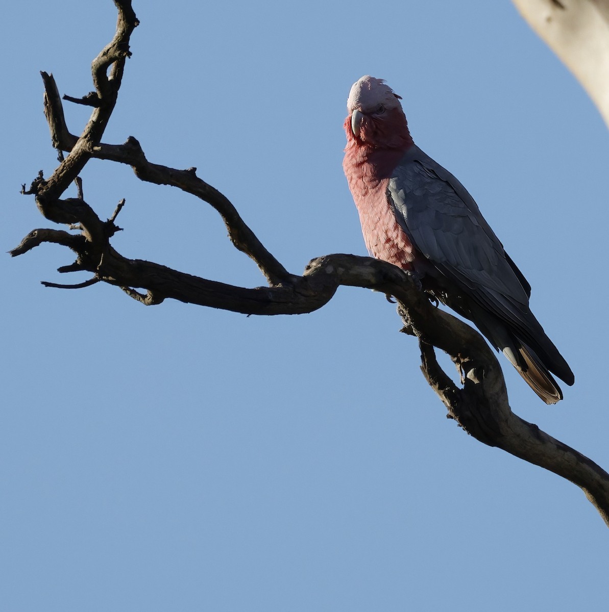 Galah - ML638258819