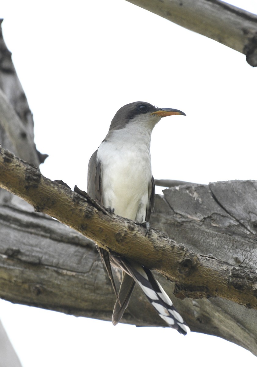 Yellow-billed Cuckoo - ML638258823