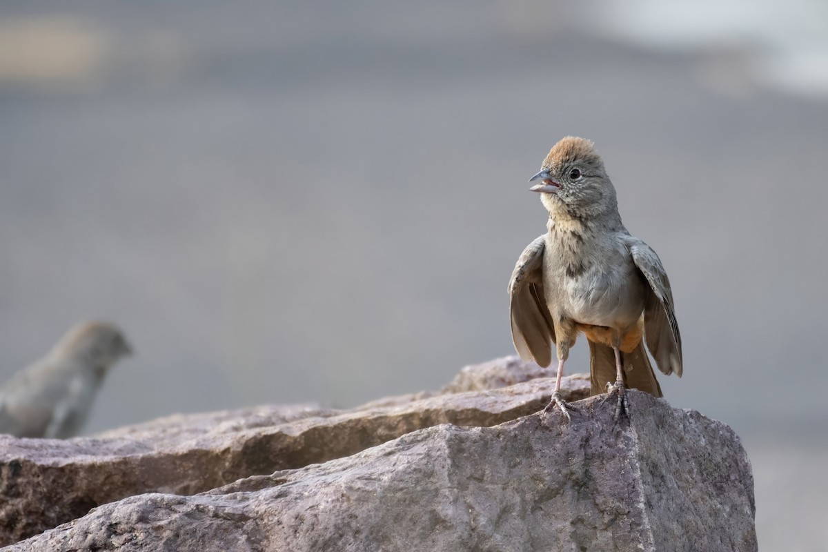 Canyon Towhee - ML638258855