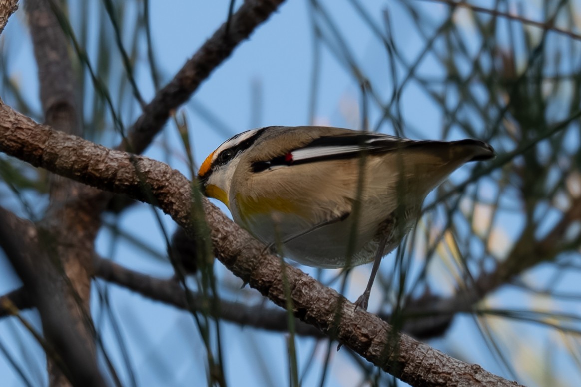 Striated Pardalote - ML638258857