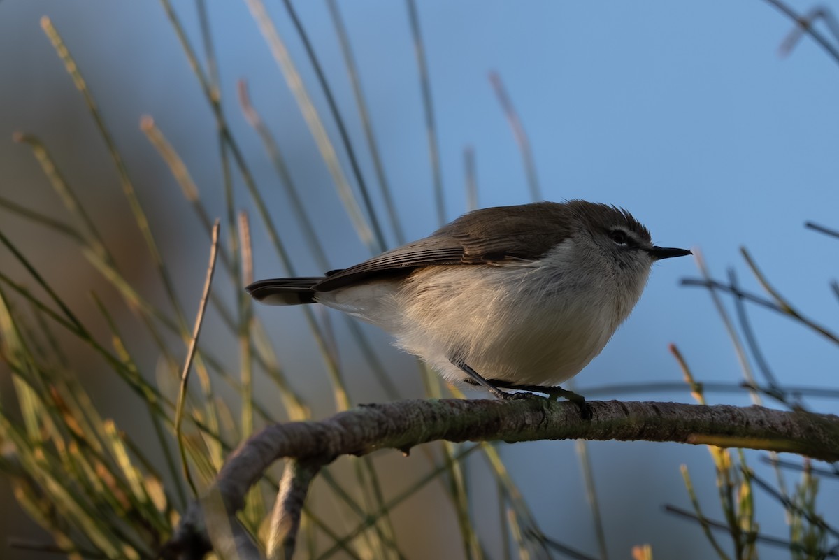 Mangrove Gerygone - ML638258865